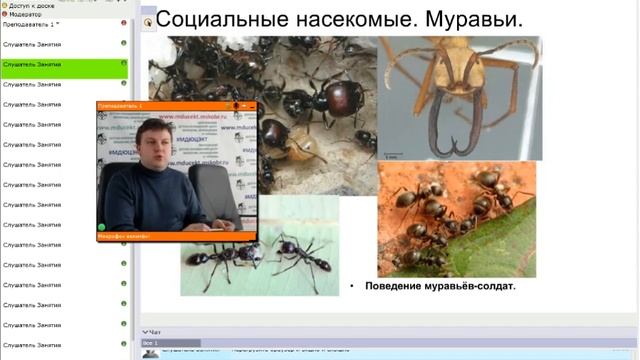Социальные насекомые. Муравьи