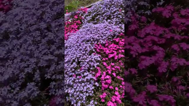 #short #spring #beautiful ShibaSakura смотреть онлайн