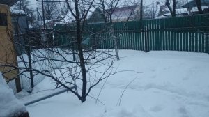 Что делать если погиб ствол у дерева?