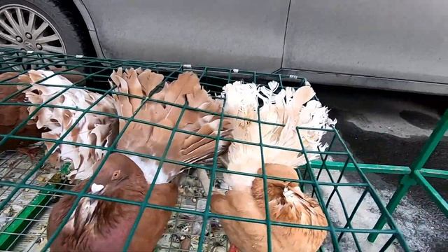 ГОЛУБИ УЗБЕКСКИЕ БАКИНСКИЕ ДЕКОРАТИВНЫЕ на ЯРМАРКЕ в городе КЕМЕРОВО , апрель2022г.ДОСТАВКА ГОЛУБЕЙ смотреть онлайн