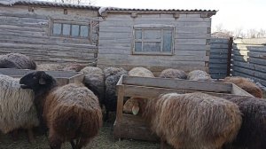 Гиссарские, Эдильбаевские овцы 27.01.24г.(рентабельность, как таковая).