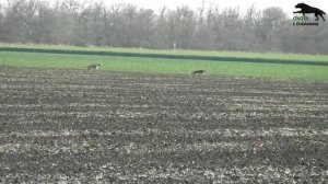 Охота с хортыми и русскими псовыми борзыми , сезон 2022-2023г 2часть