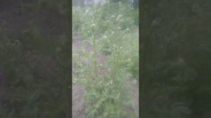 болезнь картофеля листья скручиваются вверх и белеют и вообще не развиваются???