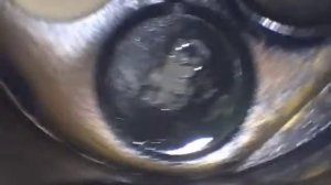 ниссан эксперт QG18DE