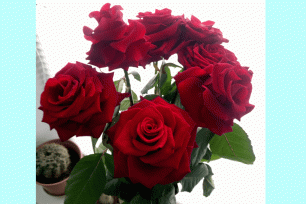 Розы из букета. Как и когда черенковать? (Roses from a bouquet. How and when to cut?)