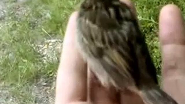 Птица воробей. Птенец воробья сидит и чирикает на ладони человека.