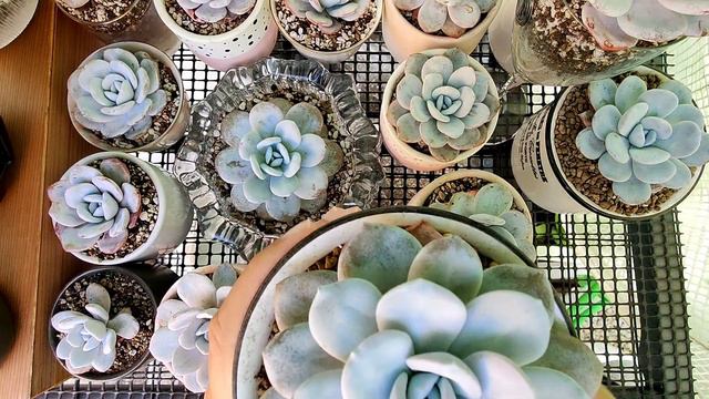 Cougar Garden Soil : Girls Next Door Ep.1 Echeveria Laui смотреть онлайн