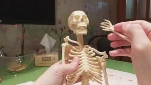 АСМР Кости скелета, краткий обзор/Skeleton Bones, a quick review