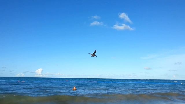Доминикана. Американский бурый пеликан (Republica Dominicana. Pelecanus occidentalis) смотреть онлайн