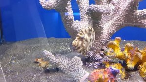 Единорог щетинохвостый (Acreichthys tomentosus)