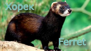 Учим диких животных 2-я часть. Познавательное видео для малышей на русском и английском.