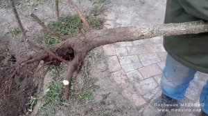 Перевалка или как пересадить взрослое дерево