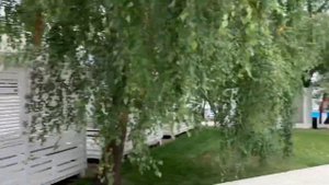 Берёзы-парк в Строгино - видеообзор