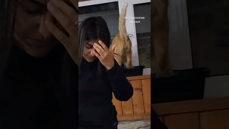 Гордо зашел в бокс, уронив весь наполнитель на пол
