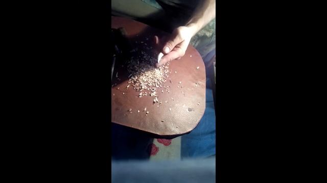 клык из дерева смотреть онлайн