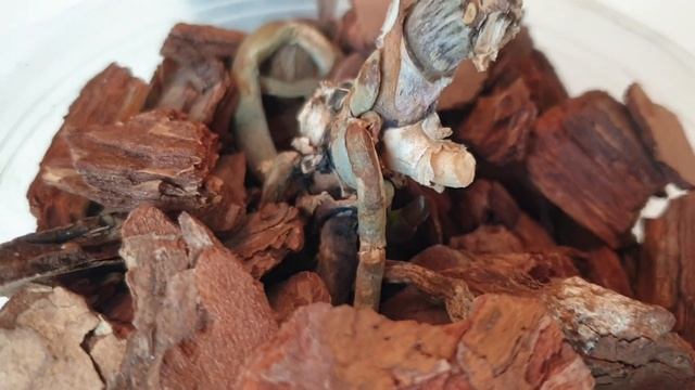 ДЕТКА НА ПЕНЬКЕ орхидеи || ЦИТОКИНИНОВАЯ паста для орхидей || Не все пеньки орхидей дают деток смотреть онлайн