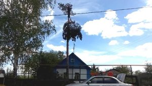 Как спилить сосну на участке?