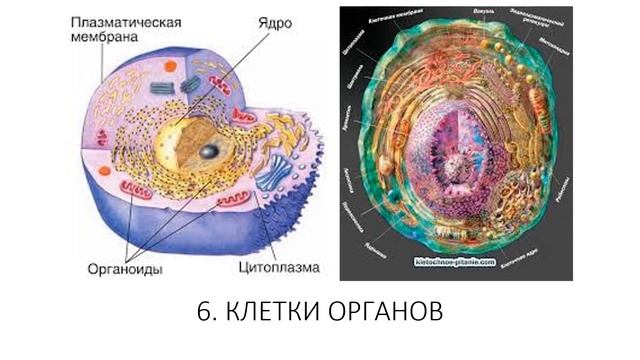 ЧЕЛОВЕК 1 ч пп. 2.4 -2.8
