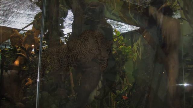 Экскурсия 2Г класса Школы №1114 "Удивительный мир планеты Земля" смотреть онлайн