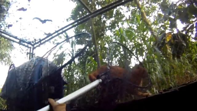 Каравал (гибрид самца каракала и самки сервала) из BCR смотреть онлайн