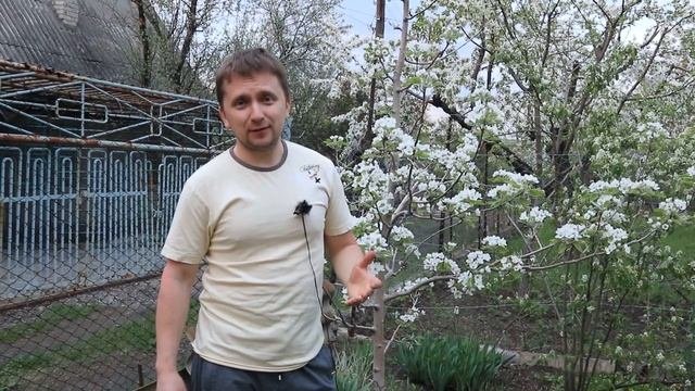 Результаты по груше, зацвела или нет, какой же все таки метод эффективен?