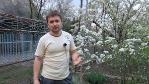 Результаты по груше, зацвела или нет, какой же все таки метод эффективен?