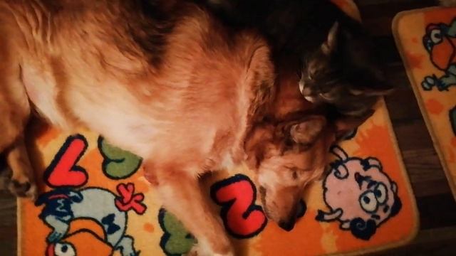 Василий готовит Руди ко сну смотреть онлайн