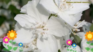 Чубушник садовый эльбрус. Краткий обзор, описание характеристик philadelphus coronarius