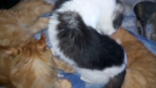 Марсик, Бакс не спят) Боб спит) смотреть онлайн