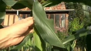 Как определить спелость кукурузы, когда убирать урожай