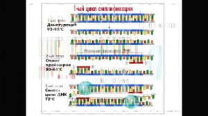 Методы анализа ДНК. Системы ДНК-диагностики