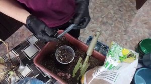 готовим землю и сажаем пророщенные черенки винограда