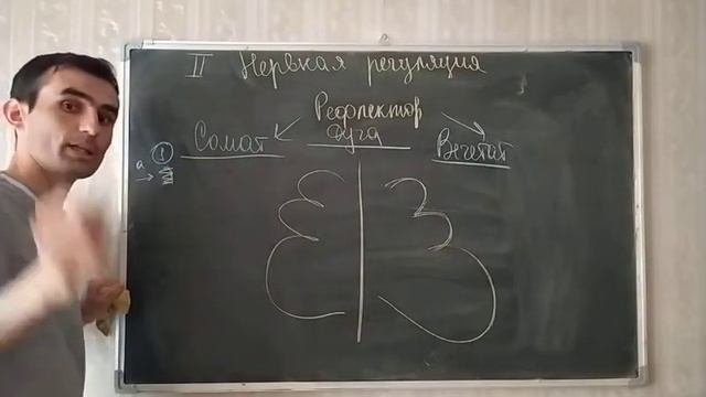 Физиология человека.Тема 19. Регуляция физиологических функции. Рефлекс. рефлекторная дуга. смотреть онлайн