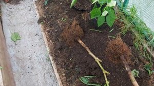 Выводы по посадке сладкого перца в ведра.