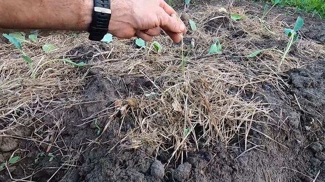 Борьба за урожай. Дача. Начало. 1 часть. смотреть онлайн