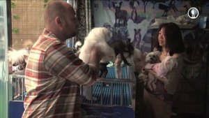 Планета собак. Китайская хохлатая