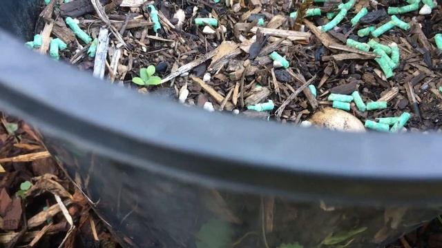 Growing Bunya pines (Araucaria bidwillii) from seed with results смотреть онлайн