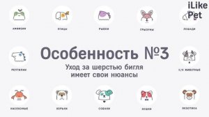 Как ухаживать за биглем?