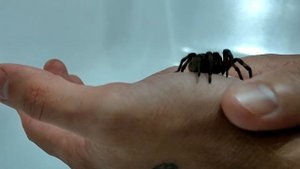 Пересадка южнорусского тарантула