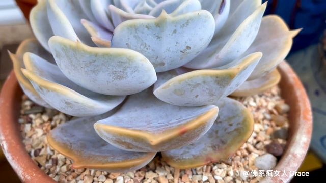 #50 帶你一口氣看這麼多露養多肉🌵💜｜藍鳥 藍石蓮 東雲系 口紅 包菜系 晚霞之舞 霜之鶴 奧普琳娜 卡羅拉 藍狐 芙蓉雪蓮 姬朧月 Echeveria Colorata Opalina смотреть онлайн