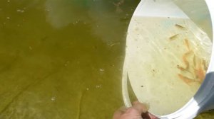 Мой первый пленочный декоративный пруд