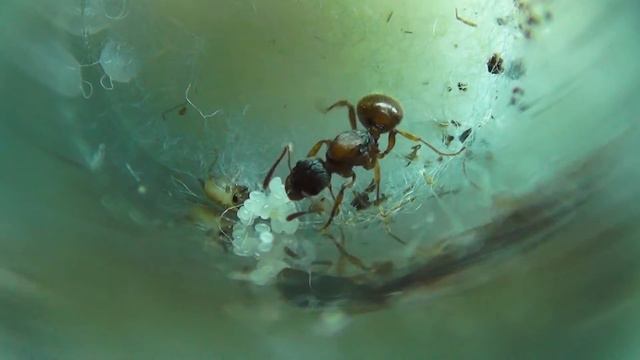 Матка и сверчок смотреть онлайн