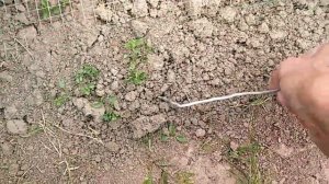 Ягоды.Как сделать крепеж сетки от птиц .Своими руками.