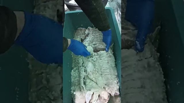 Засолка Толстолоба для копчения