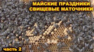 Поздравления. Немного о себе. Вывод свищевых маток. часть 2.