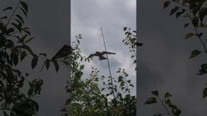 Отпугиватель птиц, своими руками