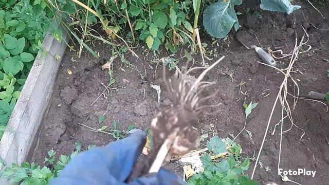 Чеснок смотреть онлайн