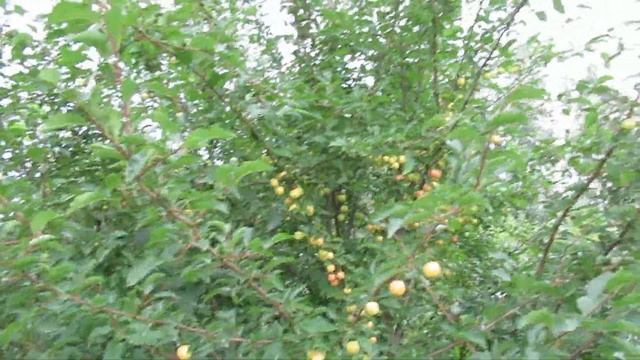 Дача.Алыча(первые плоды).21.07.2018 смотреть онлайн