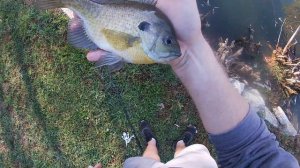 Fishing for Bluegill with Mealworms