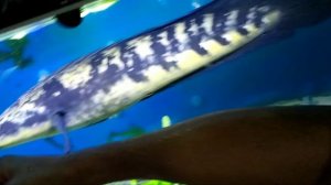 Review Channa Marulioides Monster..!!